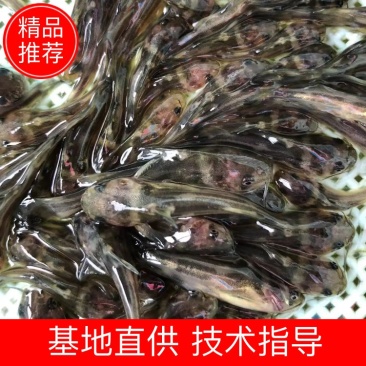 黄骨鱼苗黄颡鱼苗昂刺鱼苗汪丁鱼苗黄鸭叫黄辣丁鱼苗