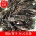 黄骨鱼苗黄颡鱼苗昂刺鱼苗汪丁鱼苗黄鸭叫黄辣丁鱼苗