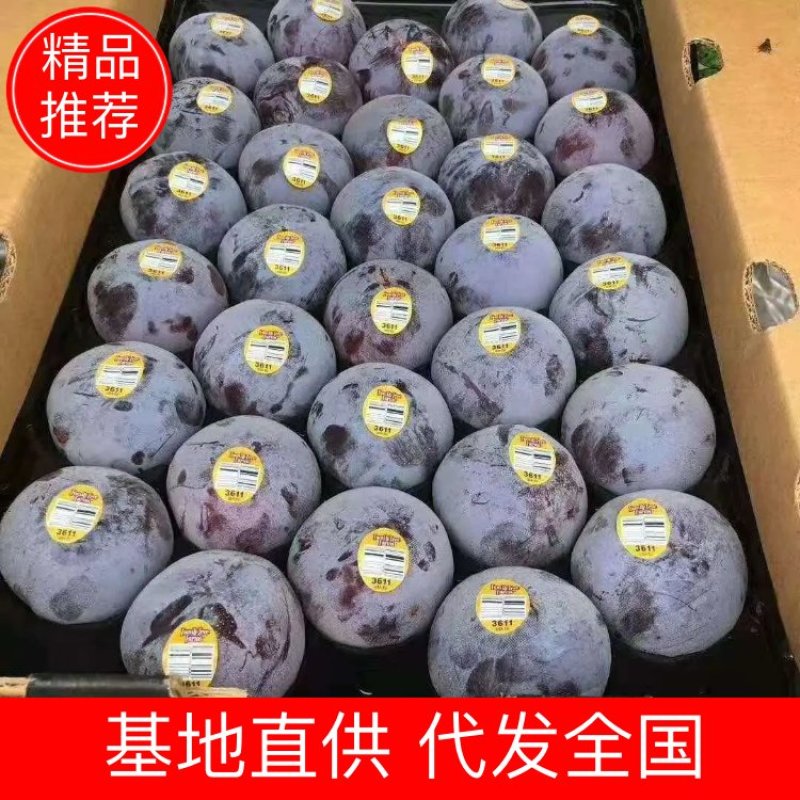 黑布林黑宝石李子上市中十万亩产区现采现发冷藏市场电商介可