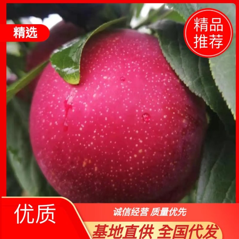 南阳红布林大量上市中，口感甜，个头大，电商供应链市场介可发货