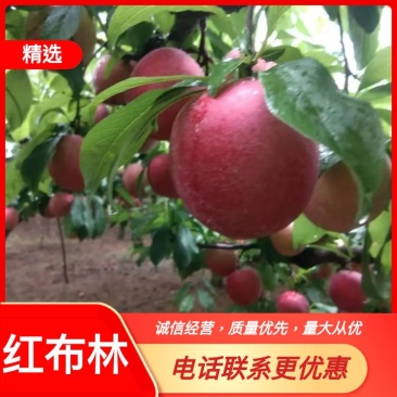 南阳红布林大量上市中，口感甜，个头大，电商供应链市场介可发货