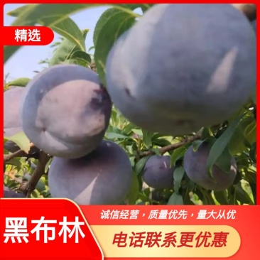 黑布林黑宝石李子上市中十万亩产区现采现发冷藏市场电商介可