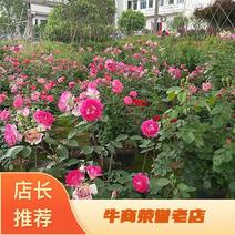重庆精品月季各种户外植物庭院花卉规格齐全欢迎