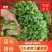精品大叶香菜，货源充足，全国代发，支持视频看货！
