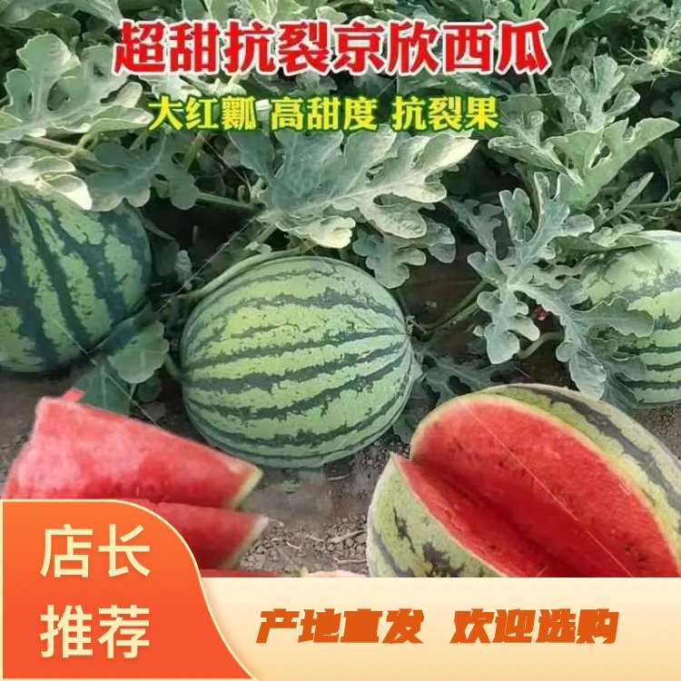 [京欣西瓜批发]河北廊坊文安县西瓜 0.65元/斤西瓜 京欣 _ 一亩田