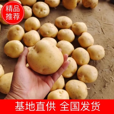 『精品优质』大量供应沃土，泰和六号，实验一号