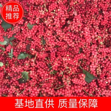 五味子鲜果鲜货野生五味子大量供应可批发
