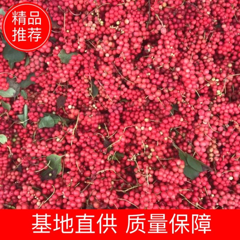 五味子鲜果鲜货野生五味子大量供应可批发