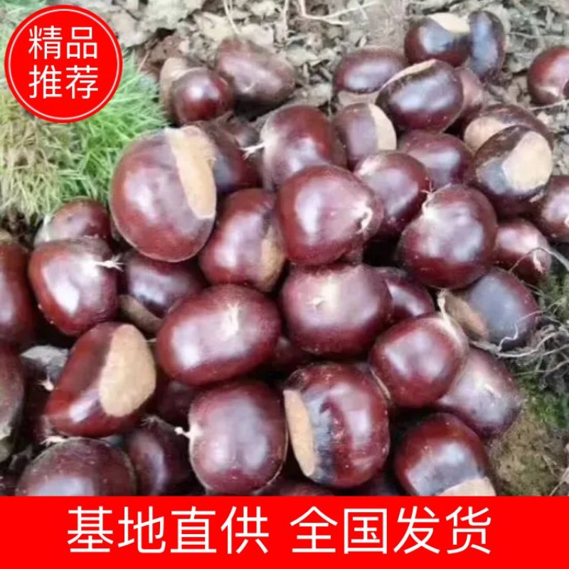 精品3113板栗大量供应全国各地！欢迎选购