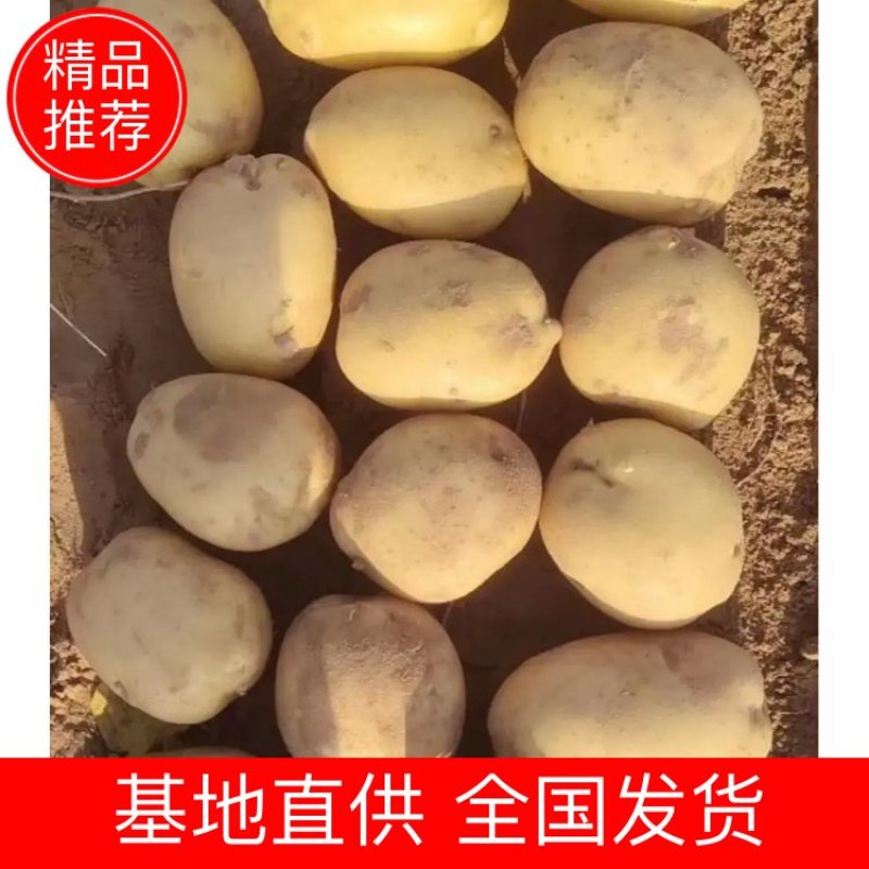 精品土豆沃土，实验一，泰和六基地直供超市市场