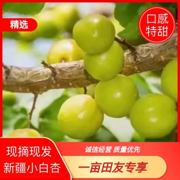 新疆库车小白杏，轮台小白杏，顺丰航运到家