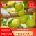 新疆库车小白杏，轮台小白杏，顺丰航运到家