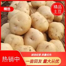 精品出售绥中土豆大量上市品种多多价格便宜