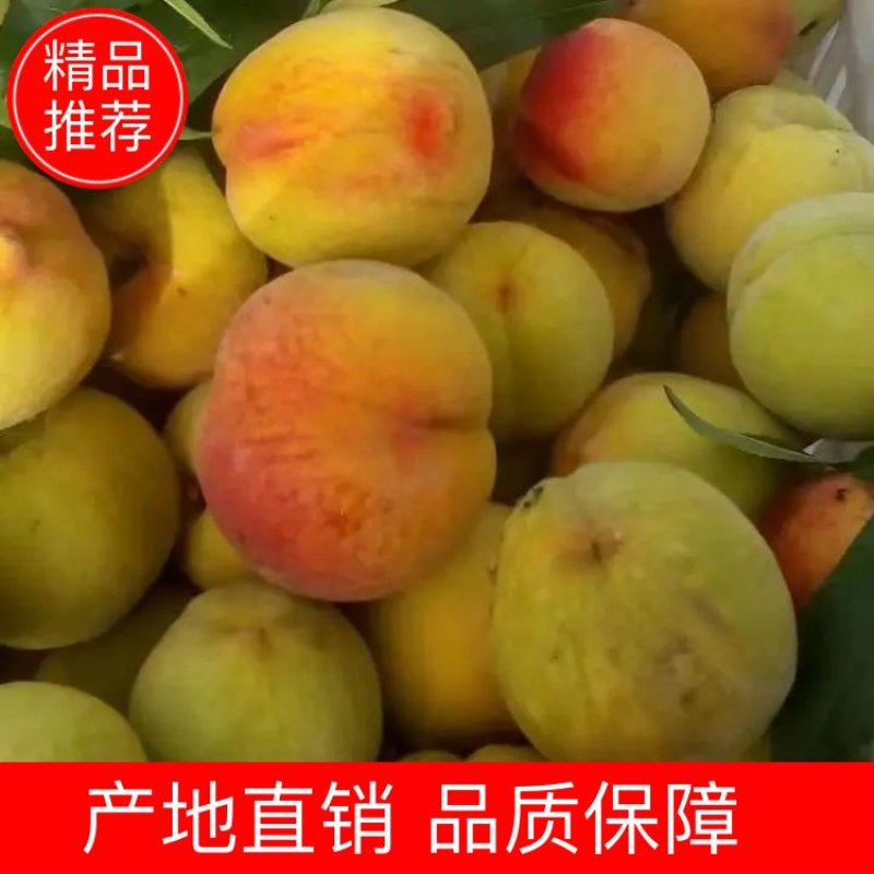 83黄桃大量上市中，基地直销，品质保障，诚信做事欢迎预订