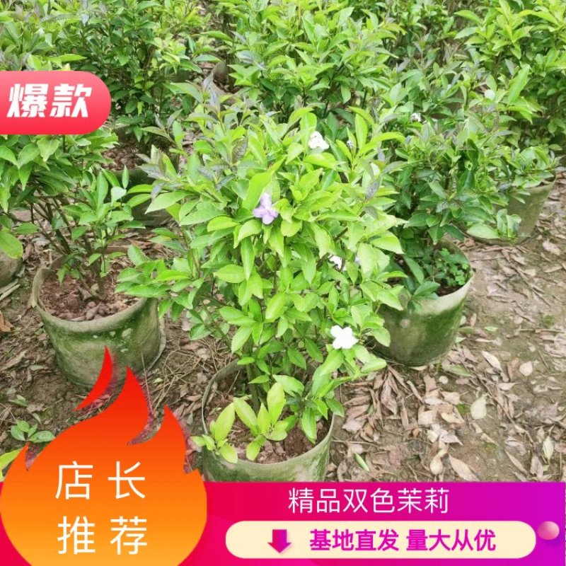 重庆精品双色茉莉产地直发品质保证支持视频看货