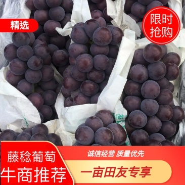 乒乓球葡萄，藤稔葡萄，夏黑，玫瑰香，河北乒乓葡萄基地，