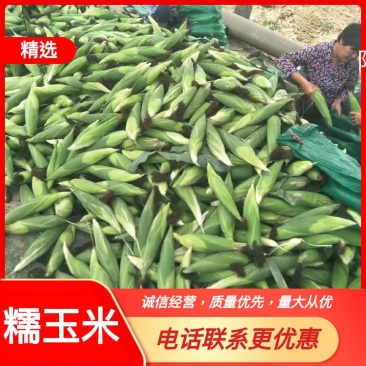 甜糯玉米，大量上市，颜色青绿，个头大，耐运输，一手货源…