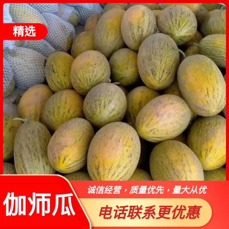 新疆哈密瓜伽师瓜八六王大量上市，品质保证，诚信经营，来电优惠