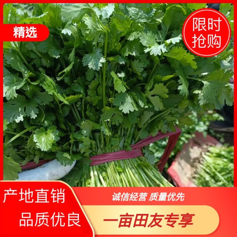 【精品】锦州大叶香菜，产地直销，货源充足，欢迎咨询选购