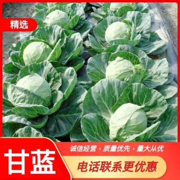 甘肃甘蓝中甘甘蓝定西精品高原甘蓝农户自种现摘现发产区直供