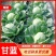 甘肃甘蓝中甘甘蓝定西精品高原甘蓝农户自种现摘现发产区直供