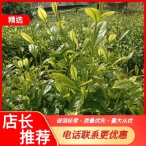 【热销中】云南精品春绿茶一手货源质量保障量大优先