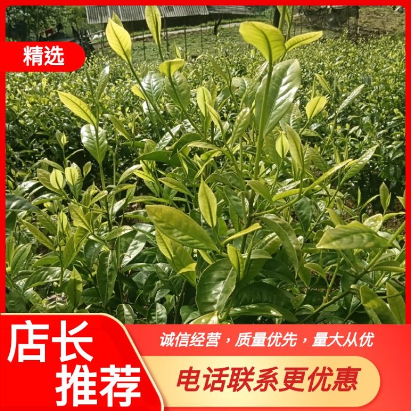 【热销中】云南精品春绿茶一手货源质量保障量大优先
