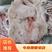 国产肥猪8-12猪头，品质优良，新鲜猪头肉，新鲜直达
