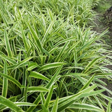 金边麦冬，基地现货大量有货，金边阔叶麦冬