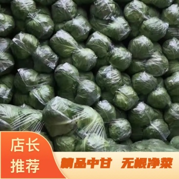 精品袋装甘蓝，无根净菜欢迎新老客户电话咨询