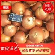 洋葱甘肃黄皮洋葱新品上市大量有货产地直发