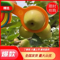 梨蜂糖梨丁香梨基地直供全国发货一条龙服务