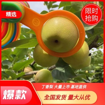 梨蜂糖梨丁香梨基地直供全国发货一条龙服务