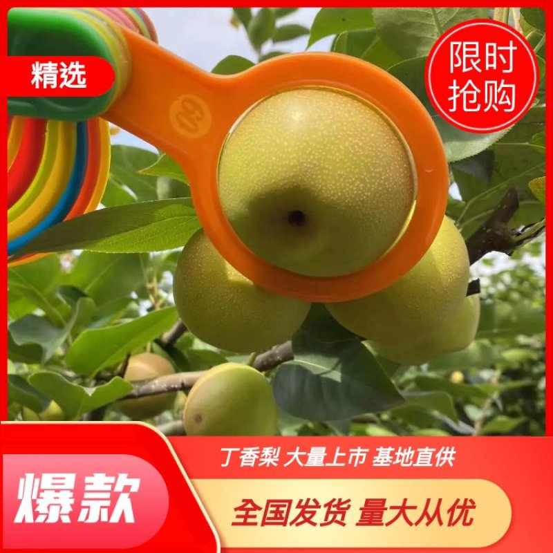 梨蜂糖梨丁香梨基地直供全国发货一条龙服务