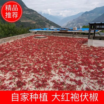 甘肃天水甘谷县大红袍伏椒秋椒花椒六月伏椒