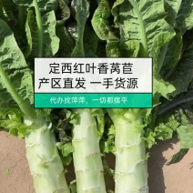甘肃莴笋青皮莴笋红叶香莴苣定西莴笋现砍现发产地直发应季菜