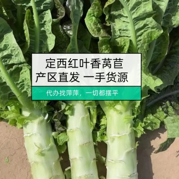 甘肃莴笋青皮莴笋红叶香莴苣定西莴笋现砍现发产地直发应季菜