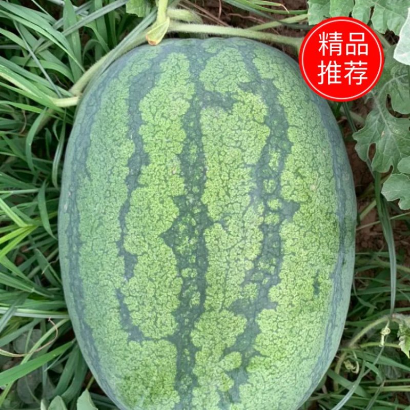 精品龙卷风西瓜大量上市中，需要的客户欢迎来电咨询。