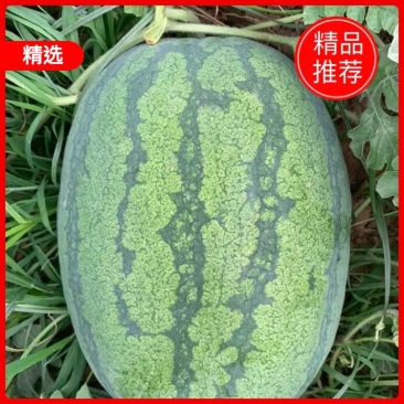 精品龙卷风西瓜大量上市中，需要的客户欢迎来电咨询。