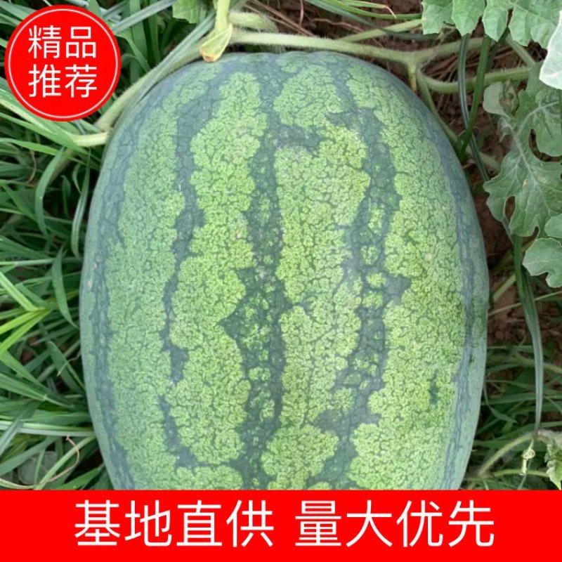 （热销）精品龙卷风西瓜大量上市中，瓜形好，量大优先，