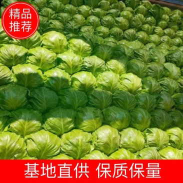 精品绿甘蓝韩绿恒绿中甘系列欢迎新老客户来电咨询