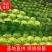 精品绿甘蓝韩绿恒绿中甘系列欢迎新老客户来电咨询
