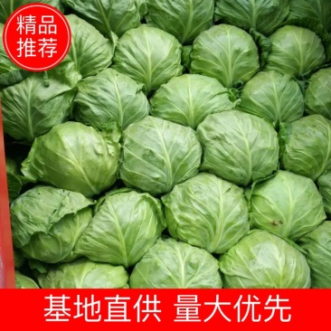 绿甘蓝，宣软甘蓝，韩绿，恒绿，中甘大量上市，欢迎来电咨询