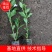 五彩锦带基地培育杯子育苗保成活大量供应产地直供