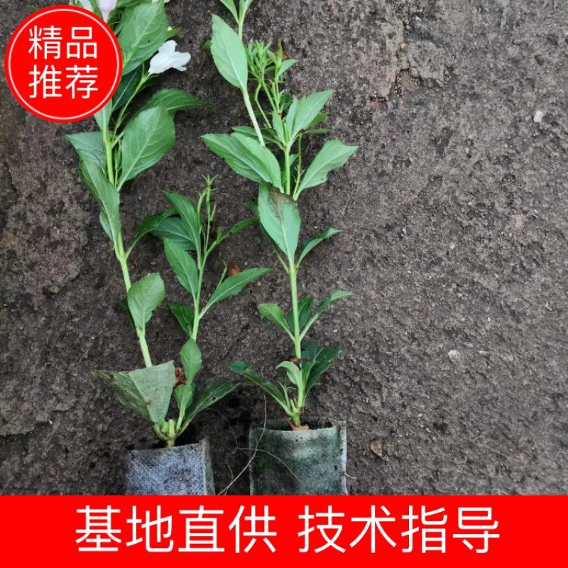 五彩锦带基地培育杯子育苗保成活大量供应产地直供