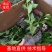 五彩锦带基地培育杯子育苗保成活大量供应产地直供