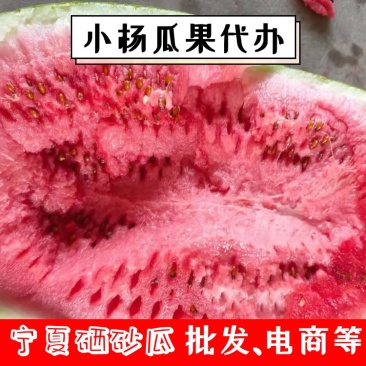 【精品】宁夏硒砂瓜大量上市大量供应批发电商【真实报价】