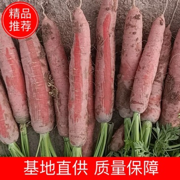 红萝卜大量现货，质量上乘，欢迎各位老板来电咨询采购！