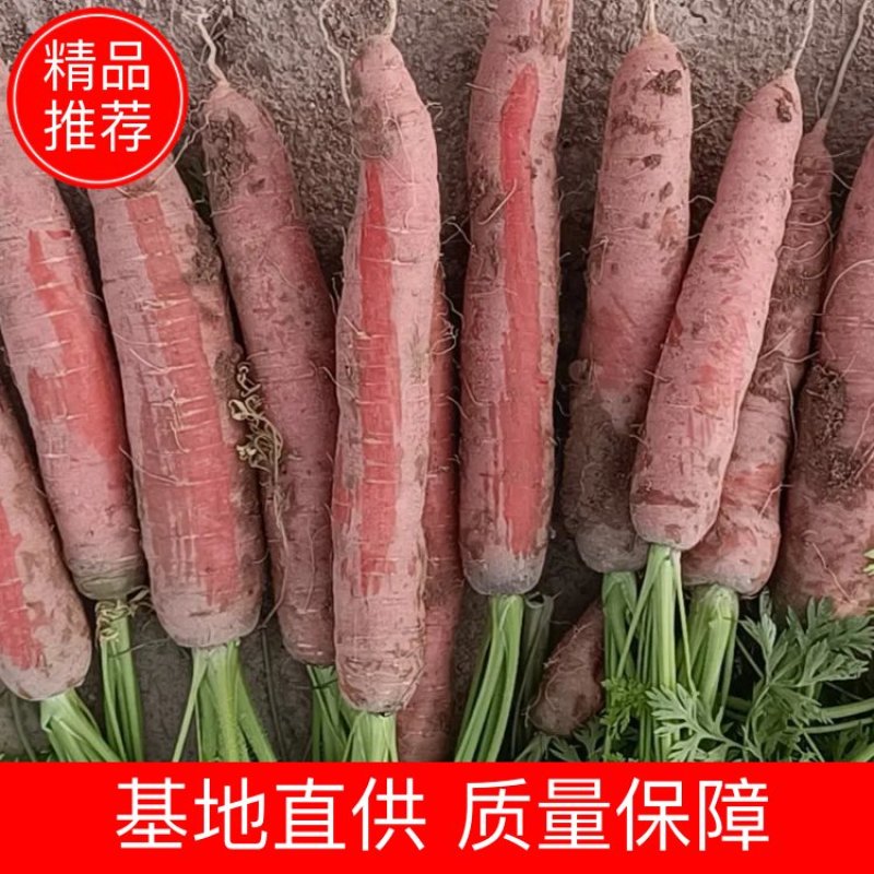 红萝卜大量现货，质量上乘，欢迎各位老板来电咨询采购！