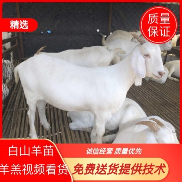 活羊羊羔白山羊苗免费送货质量保证产羔率高